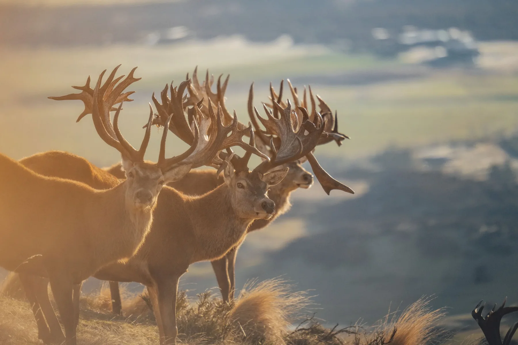 Guided red stag hunting scene in Central Otago
