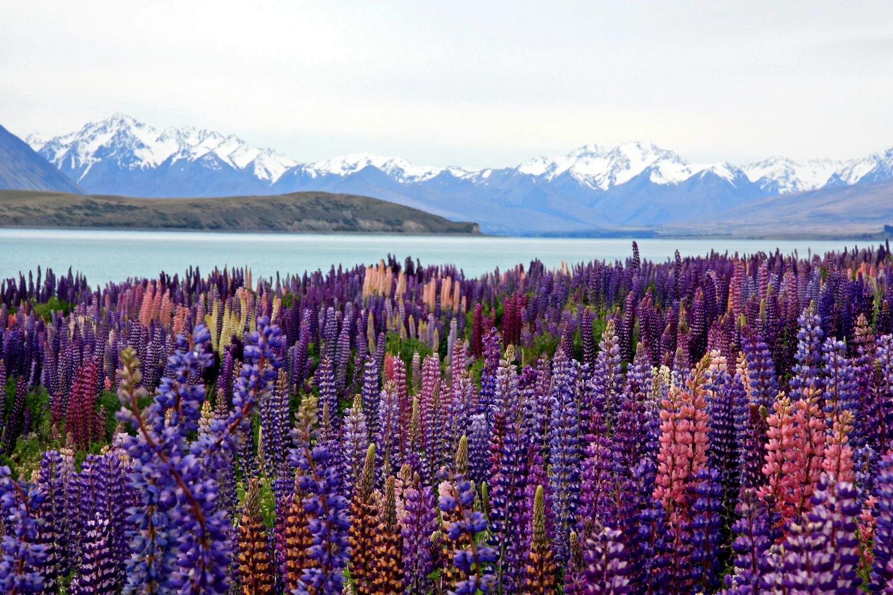 Turquoise Lake Tekapo beneath open Mackenzie Country sky